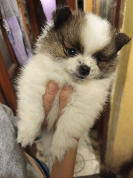 Шпиц померанский