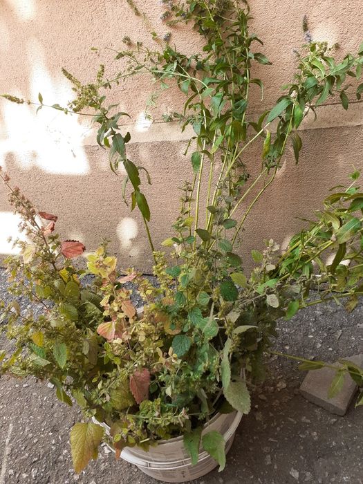 Чаи лекарственные