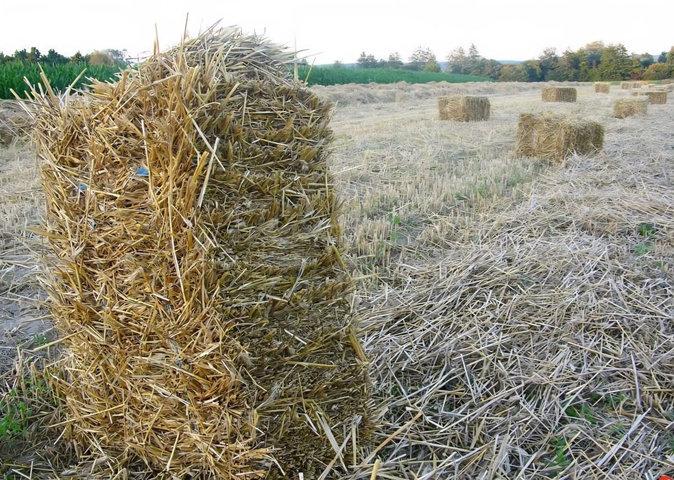 Słoma owsiana i pszenna 400 szt