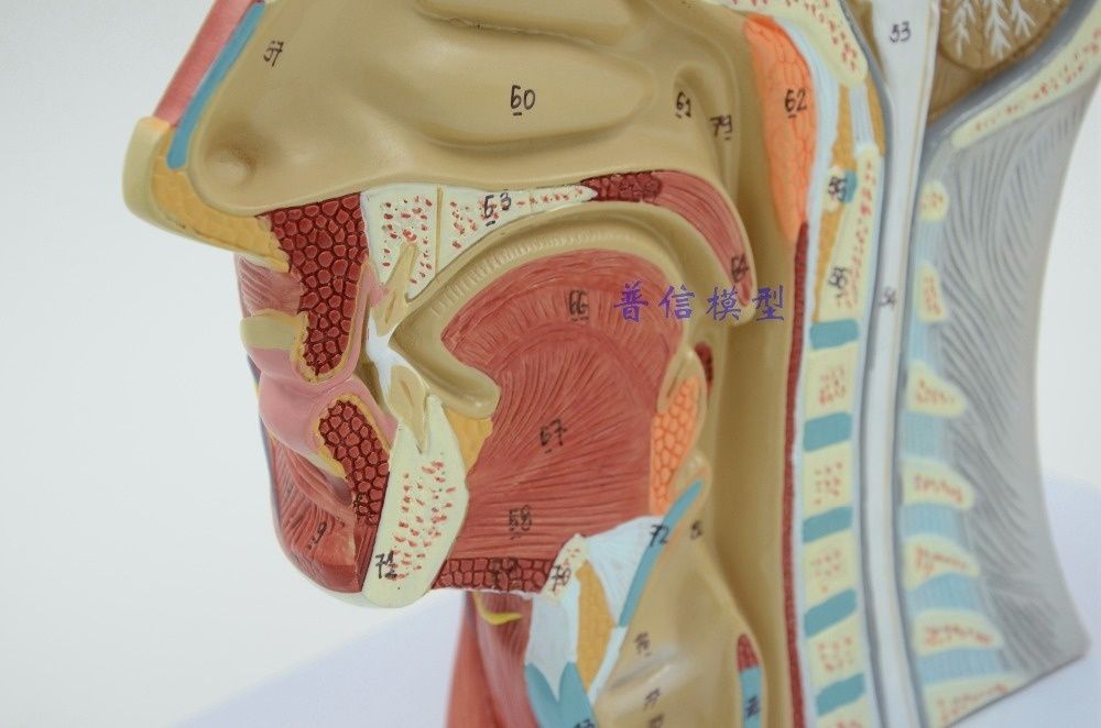 Сечение головы носоглотка череп человека модель макет нос ухо мозг