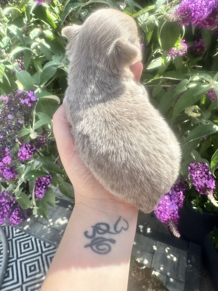 Unikatowa piekność mini chihuahua