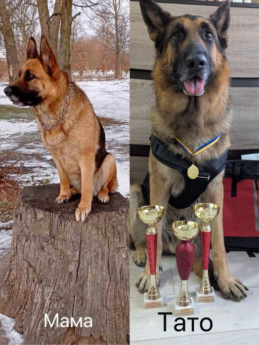 Цуценята німецької вівчарки