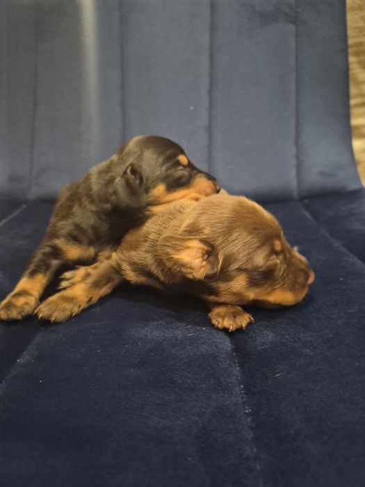 Jamnik krótkowłosy po miniaturce z rodowodem