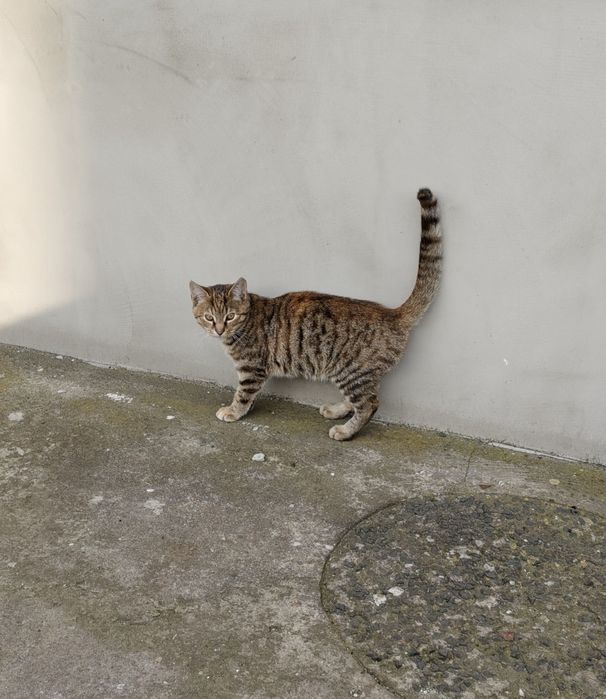 Kotka i kot rodzeństwo