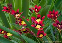 Plantas ou bolbos de Sparaxis tricolor vermelho e branco
