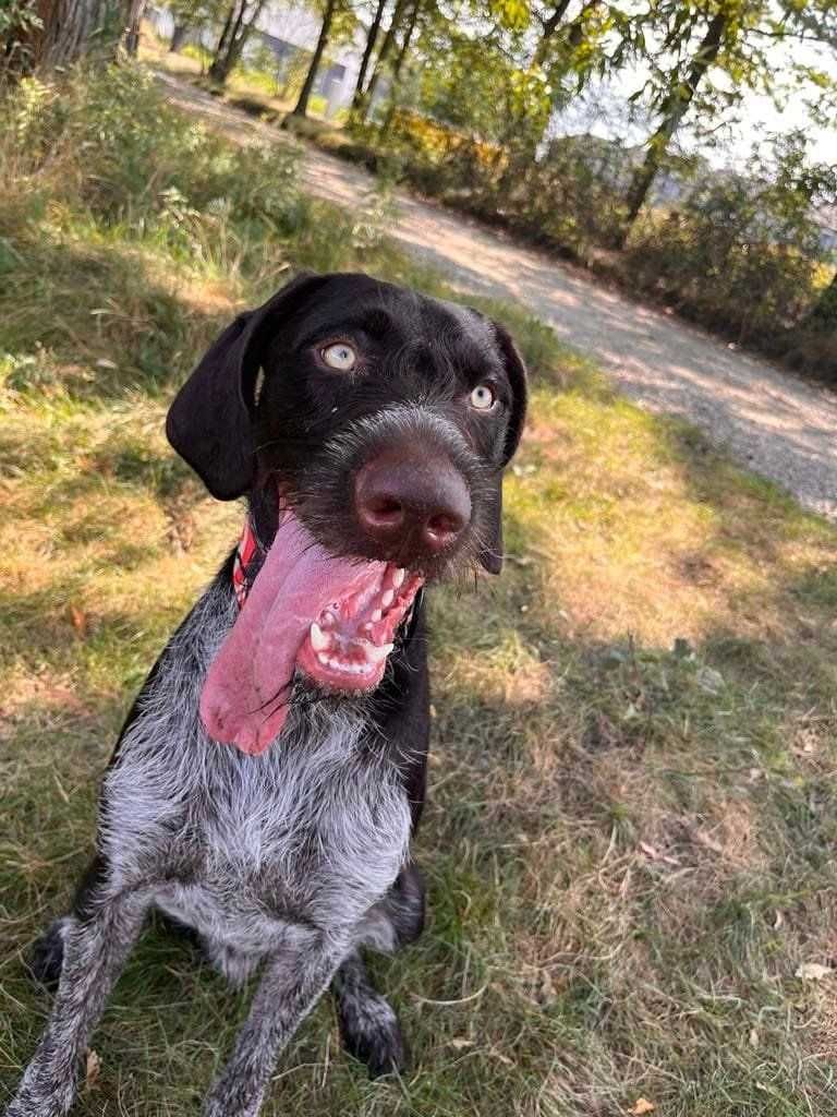 Wyżeł Niemiecki piesek Loki