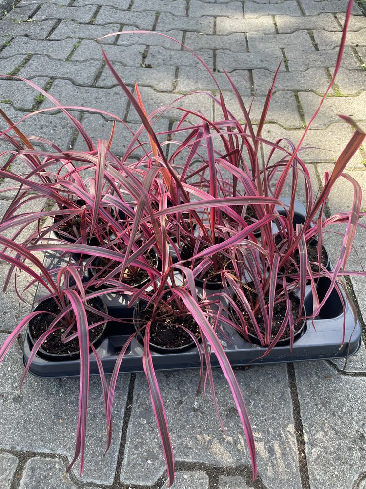 Kordylina 'Festival Raspberry'