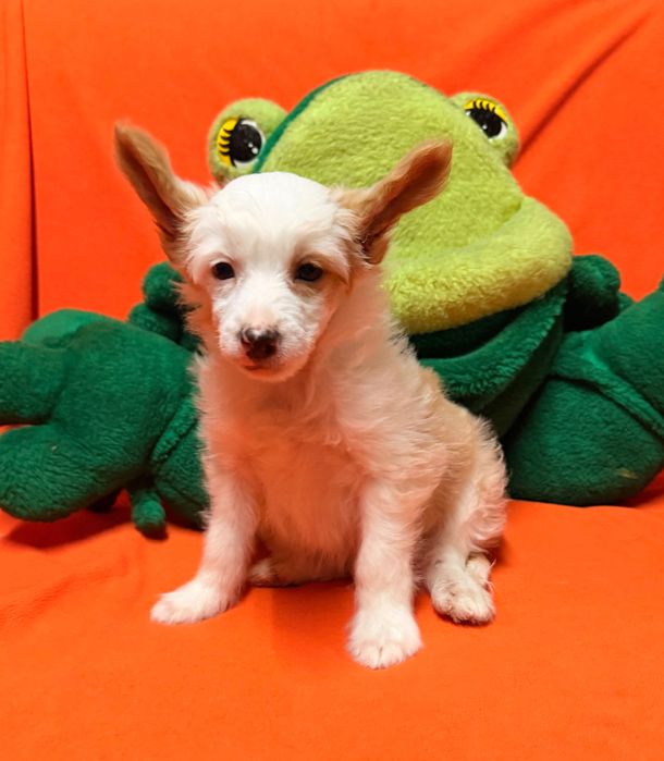 Chiński Grzywacz  piesek po Championach