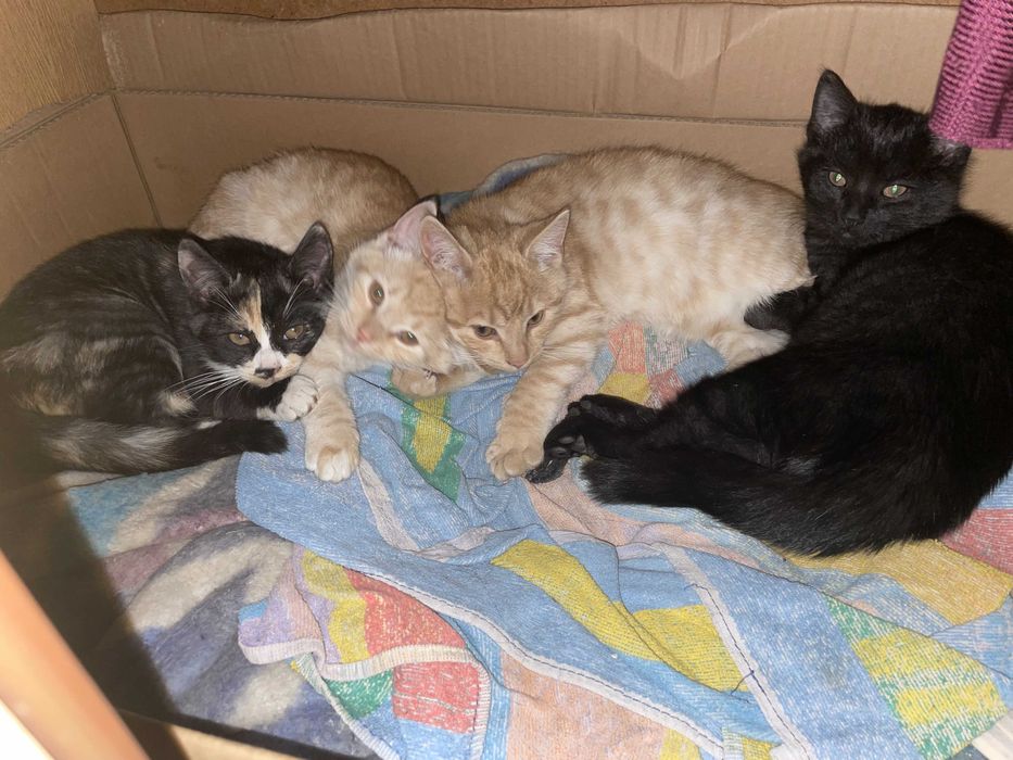 Kociaki poszukują nowych domów