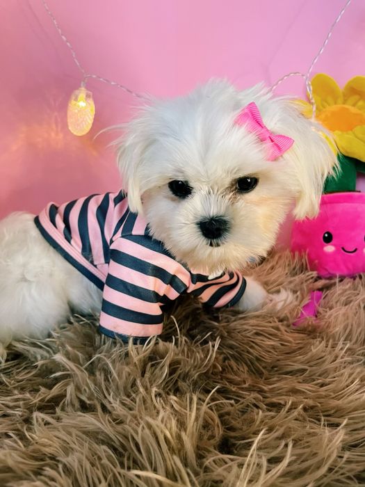 Maltańczyk miniaturowy z rodowodem