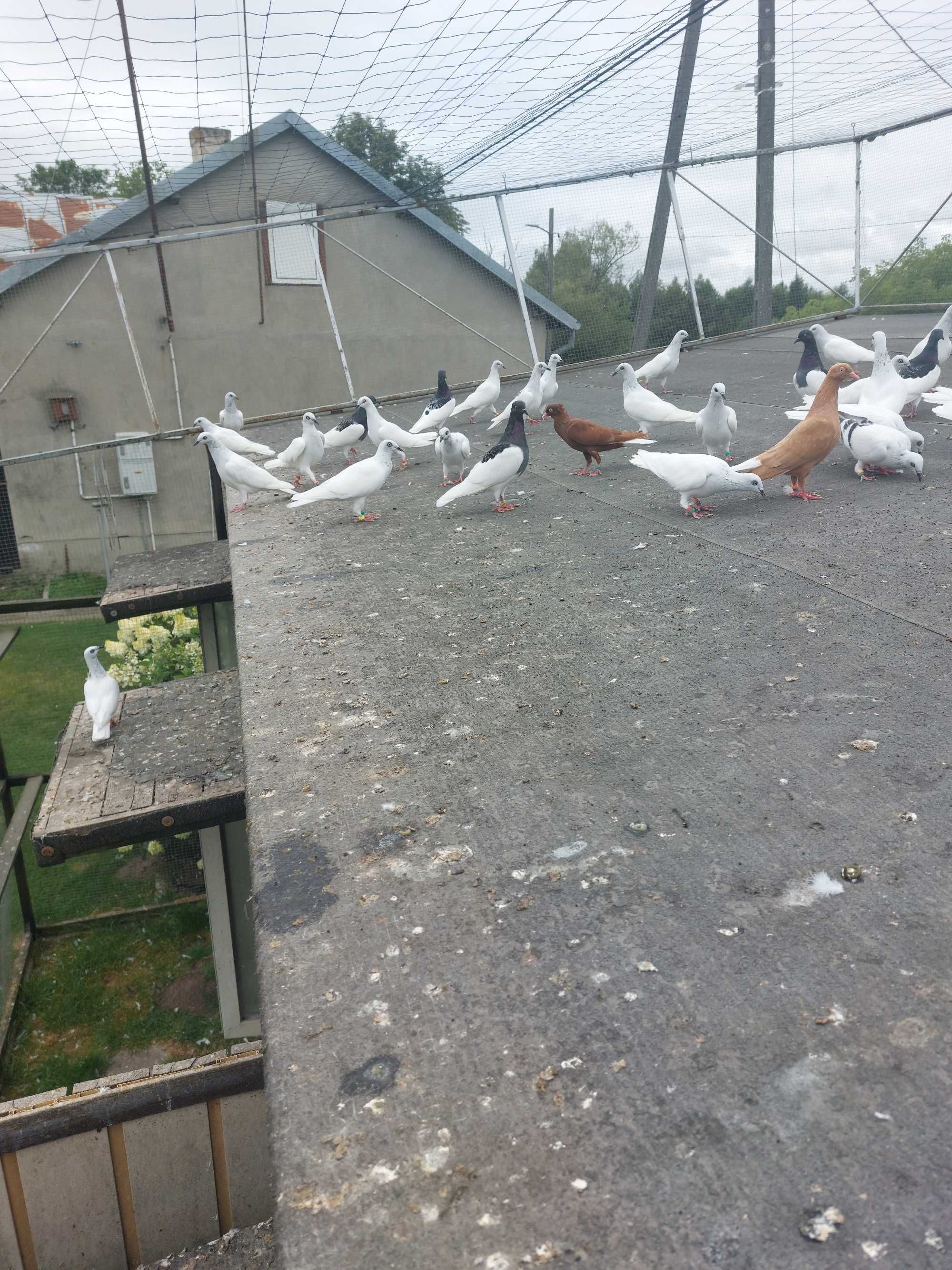 Sprzedam cały lot gołębi jasne, białe ogony