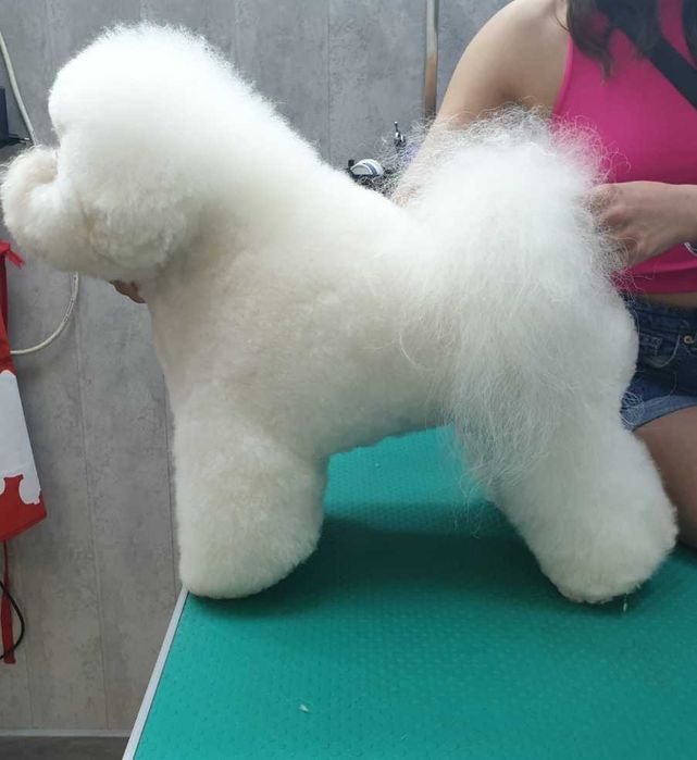 Бишон Фризе. ВЯЗКА.(чемпион 7 стран.шоу класс)