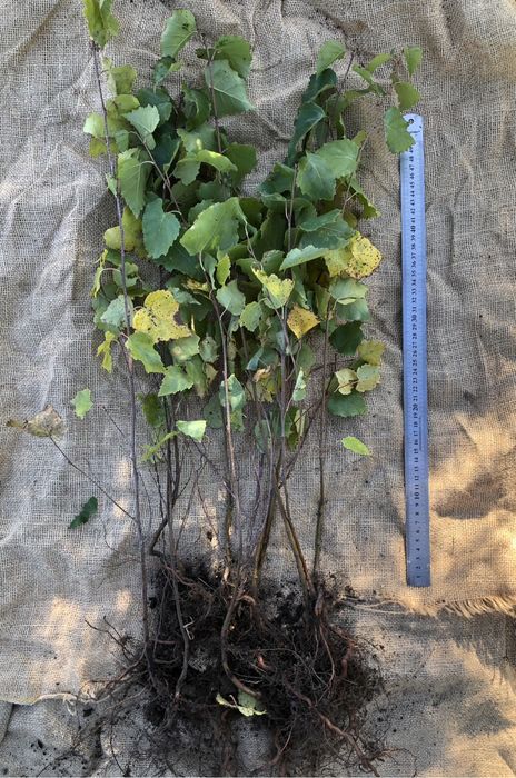 Саджанці/сіянці Береза 10-100см.