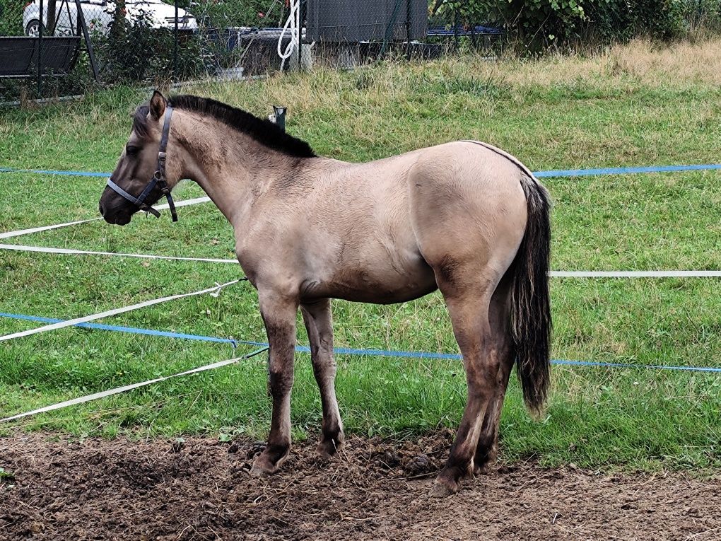 Sprzedam konia   .