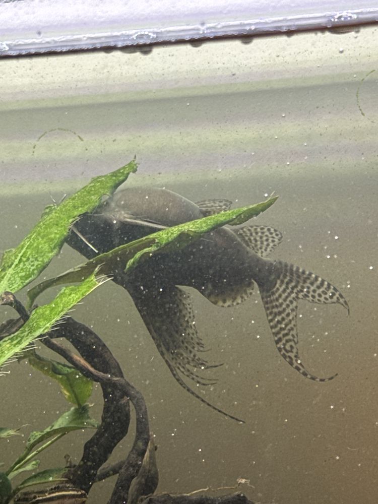 Vendo Synodontis Eupterus