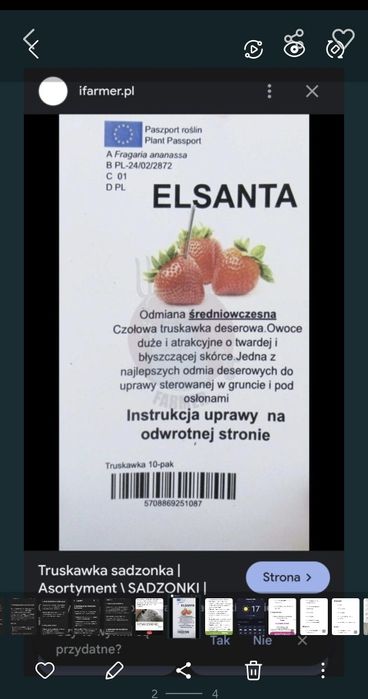 Truskawki( młode sadzonki)