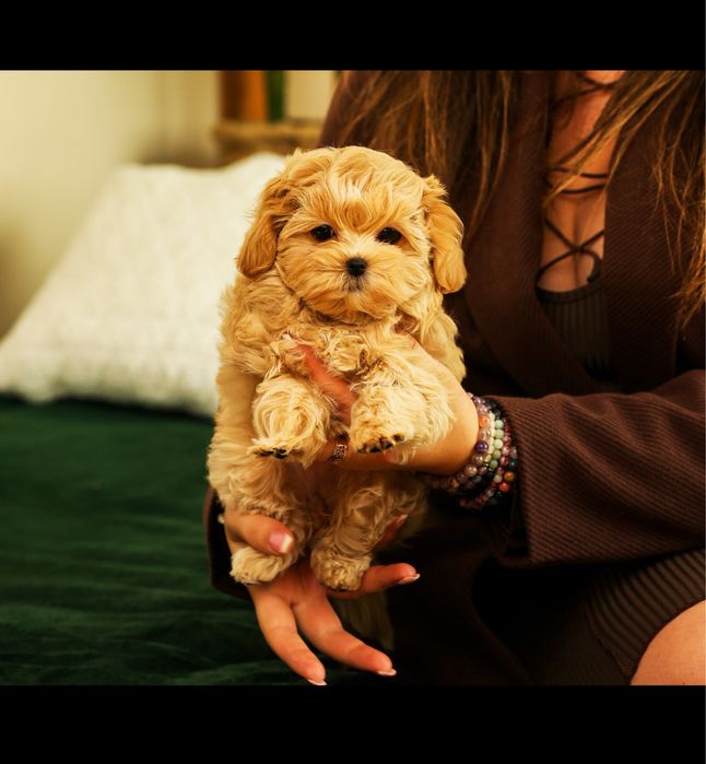 Ексклюзивні LUXERY щенята мальтіпу! VIP цуценята мальтіпу ф1