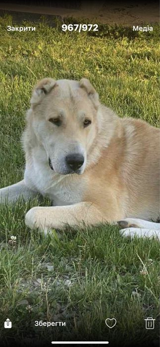 Алабай Середньоазіатська вівчарка В'язка