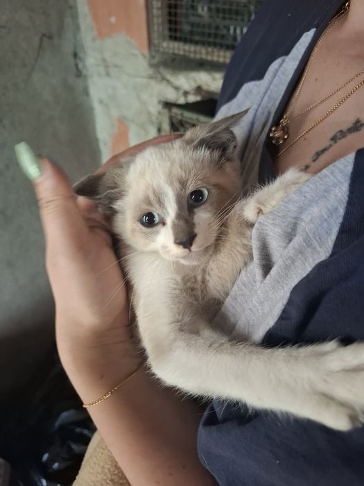 Gatinhos de 2 meses e meio