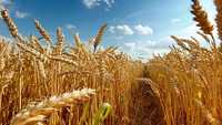 Пшениця. Врожай 2023