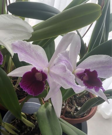 Орхидеи из частной коллекции