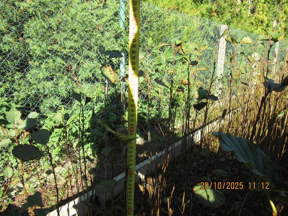 Sosna himalajska rumelijska sadzonki PASZPORT