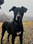 ROKI szuka domu, pies do adopcji