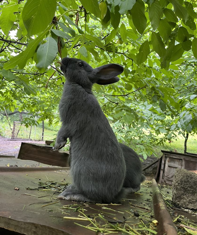 Кролик породи віденський блакитний