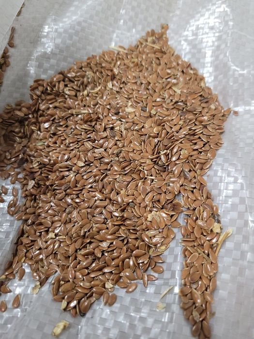 Siemię lniane LEN WYSYŁKA 2025r brązowe