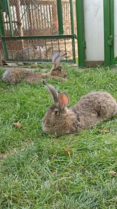 Бельгійці кролі,самички