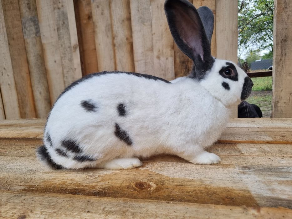 Німецький строкач