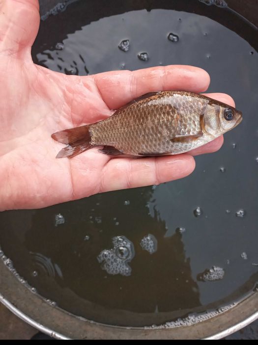 Карась живец (зарибок)