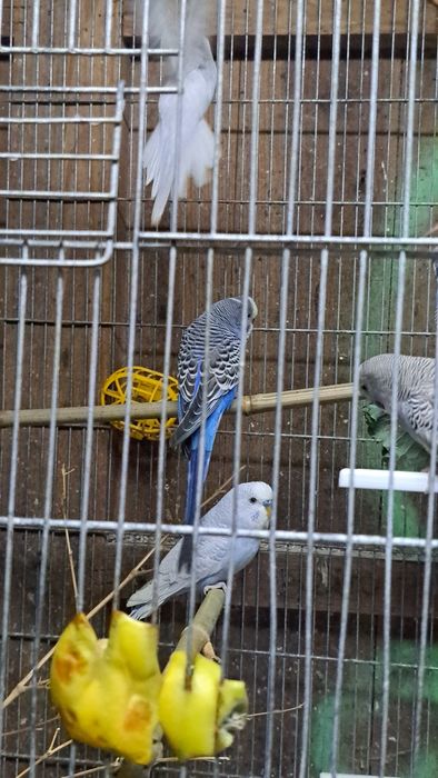 Periquitos/ popa varias cores