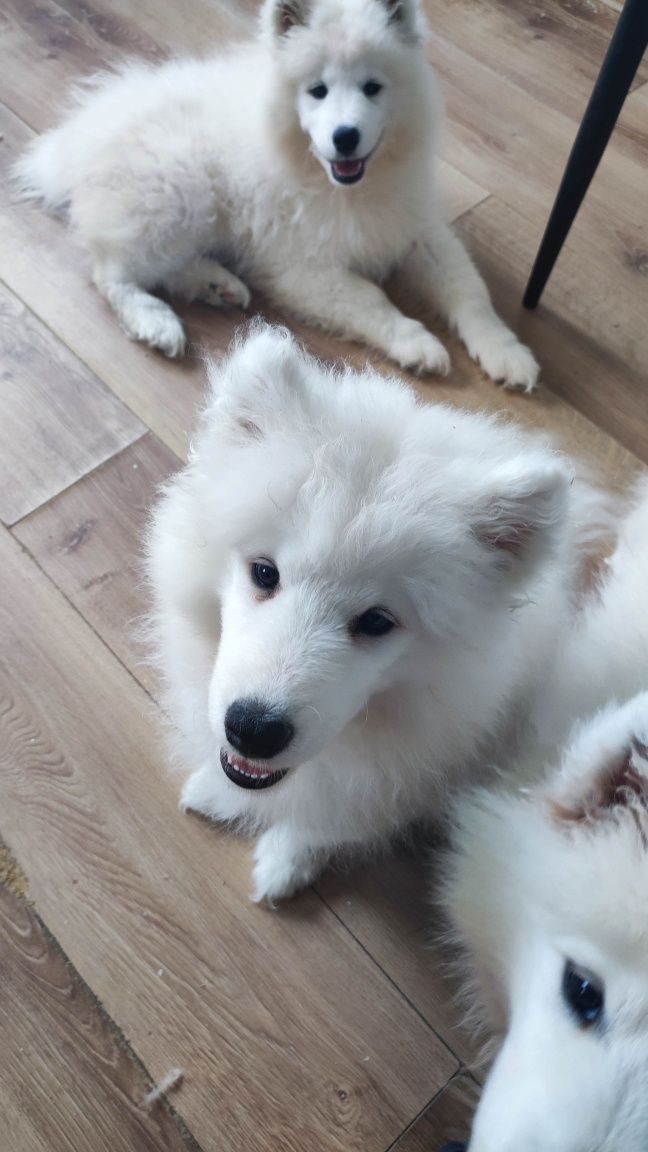 Piesek Samoyed PFK ACW gotowy do zmiany domu + ubezpieczenie zdrowotne