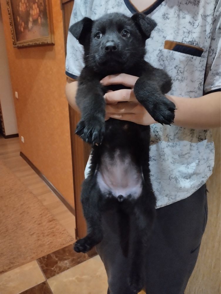 Продам щенят Німецької вівчарки