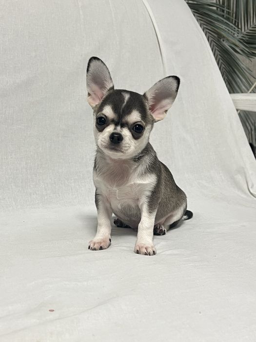 Хаски чіхуахуа хлопчик