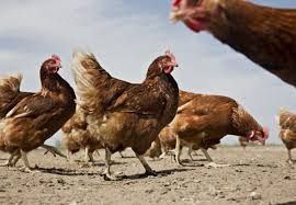 Курка несучка ломан браун