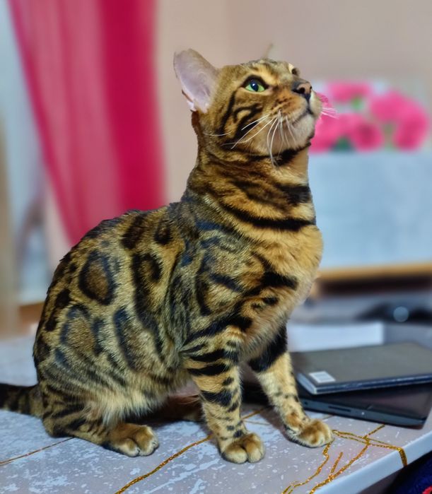 Вязка - опытный  бенгал