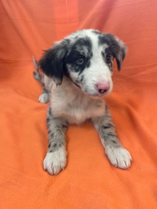 Border collie Femea Blue merle