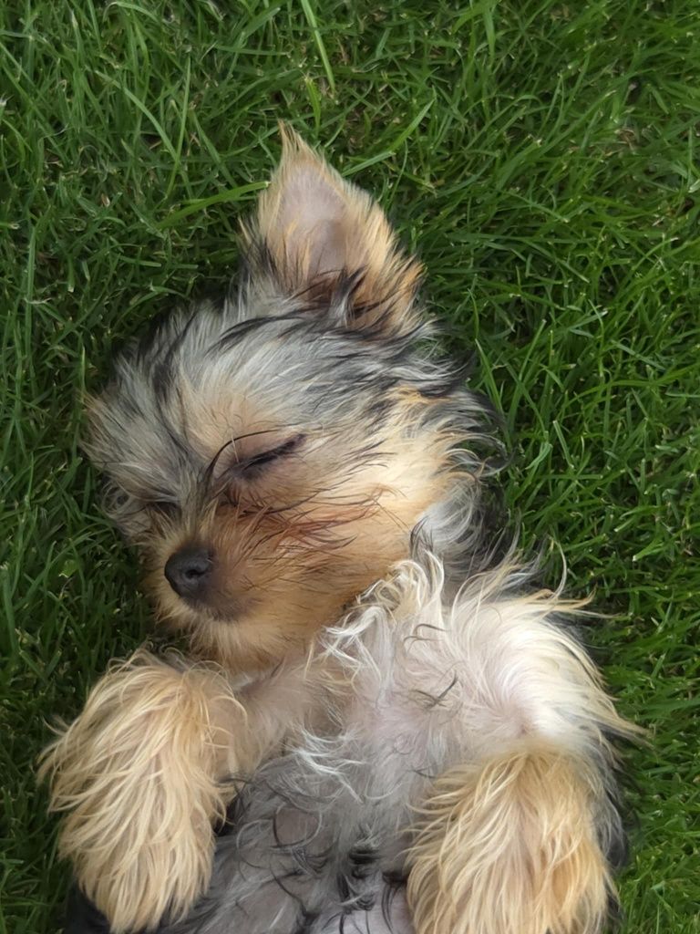 Yorkshire terrier mini