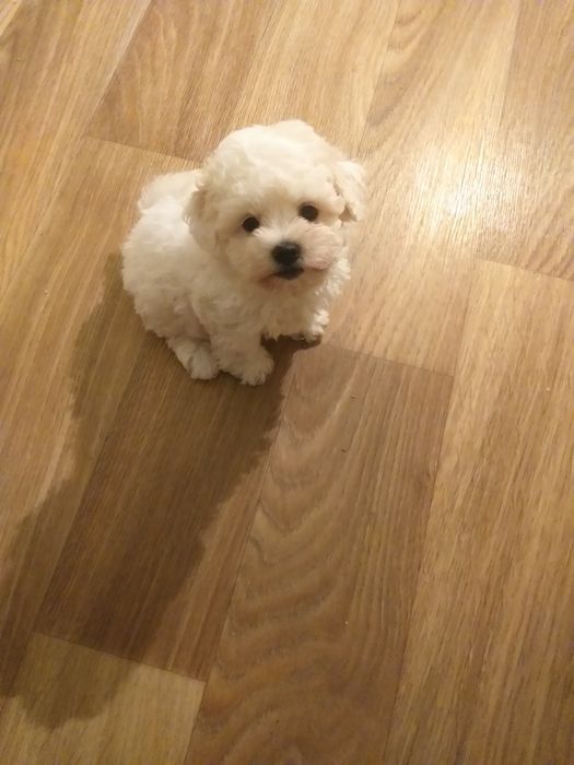 Бишон фризе маленькая девочка