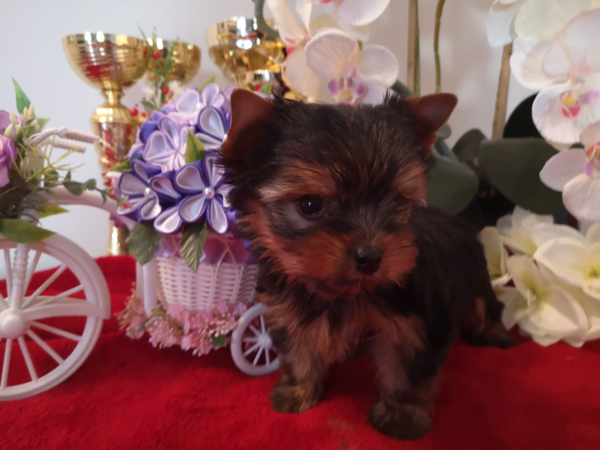 Yorkshire terrier piesek z rodowodem