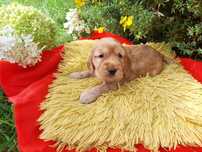 suczka Cocker Spaniel Angielski