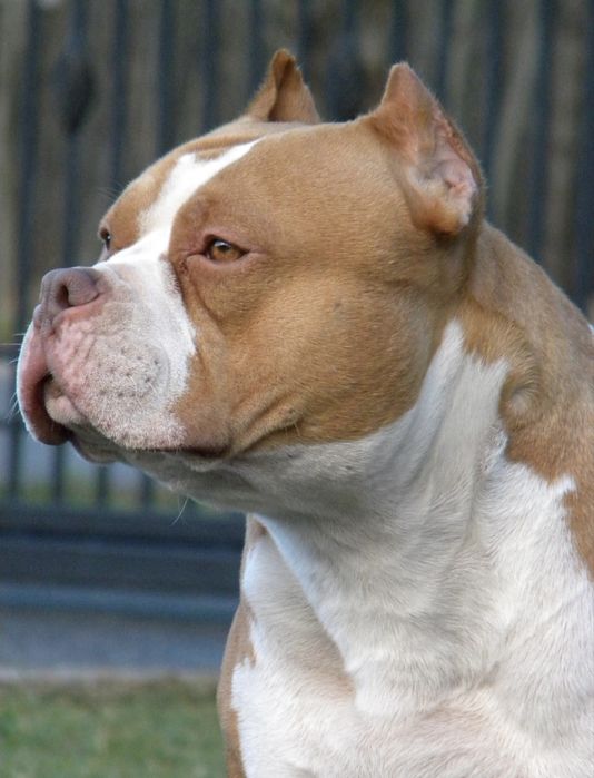 American bully suczki nie amstaff pitbull