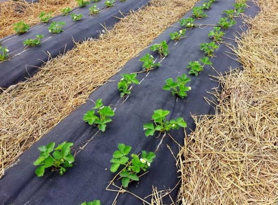 Agrowłóknina Ściółkująca