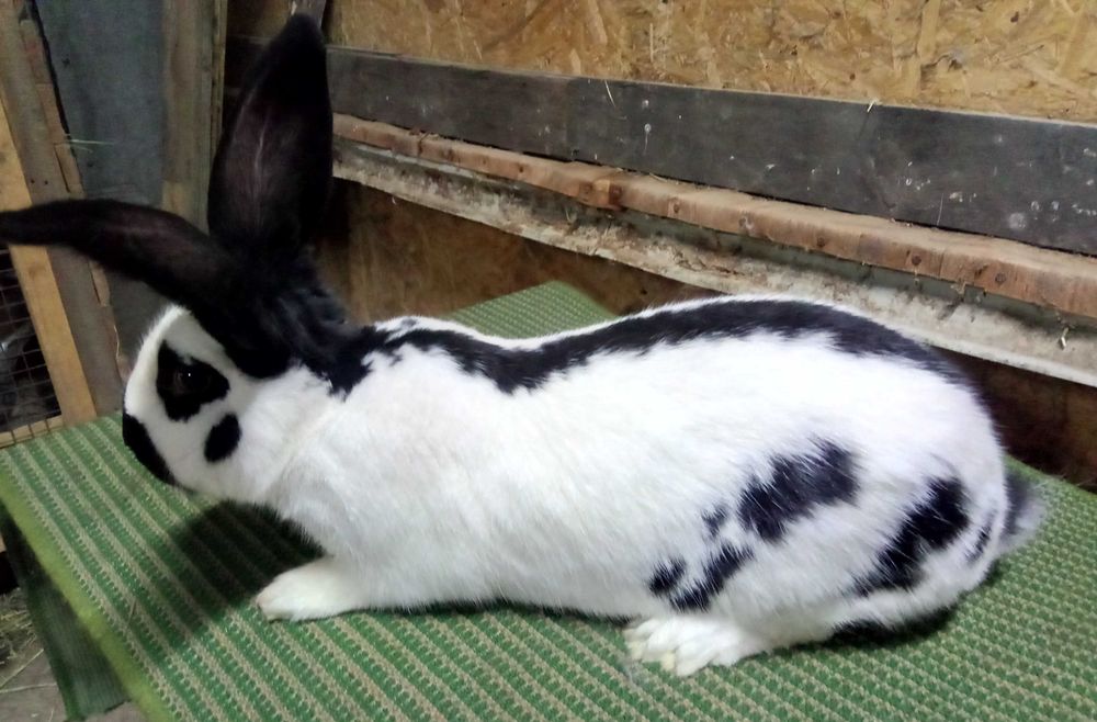 Srokacz niemiecki (samiec)