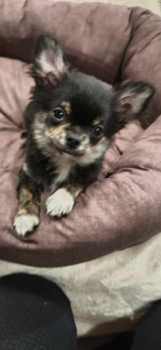 Девочка эксклюзив.