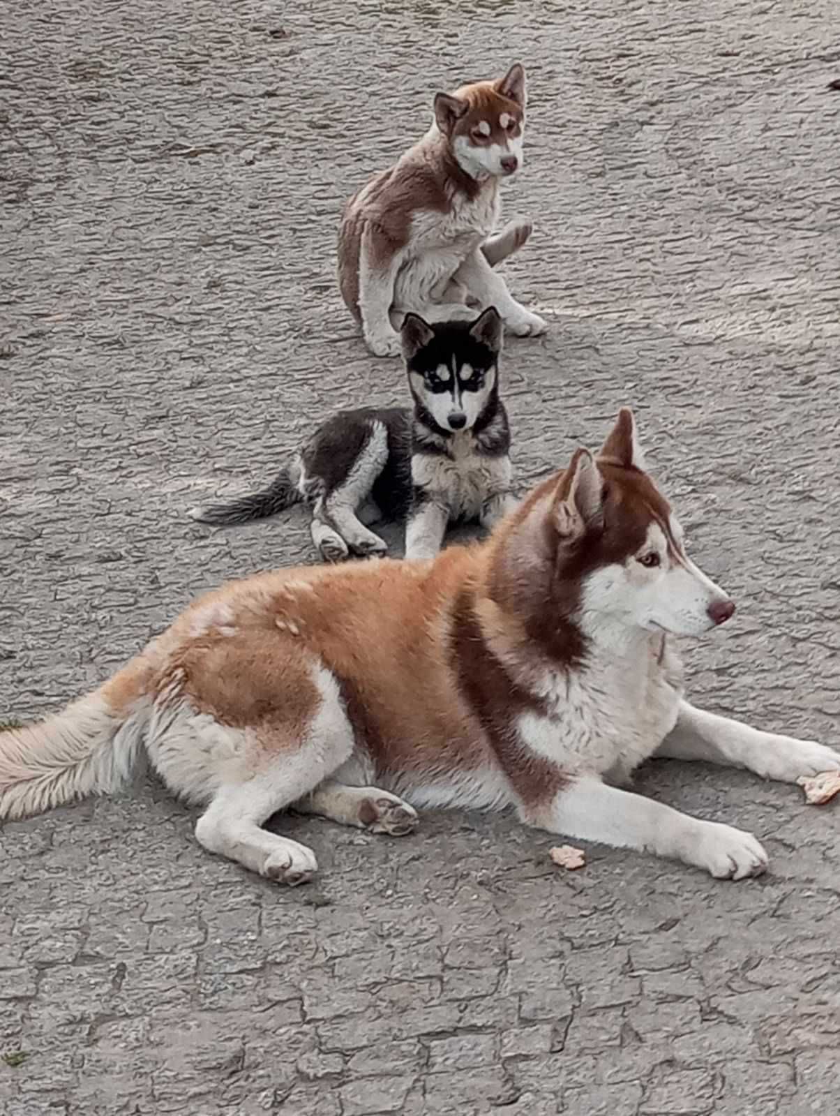 Sprzedam szczeniaka rasy syberian husky z rodowodem