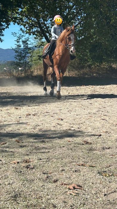 Vendo cavalo de desporto castrado