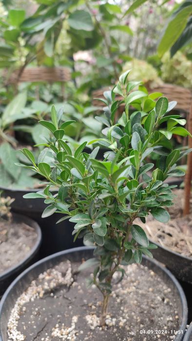 Квіти - піон, лаванда, кампсис, хоста